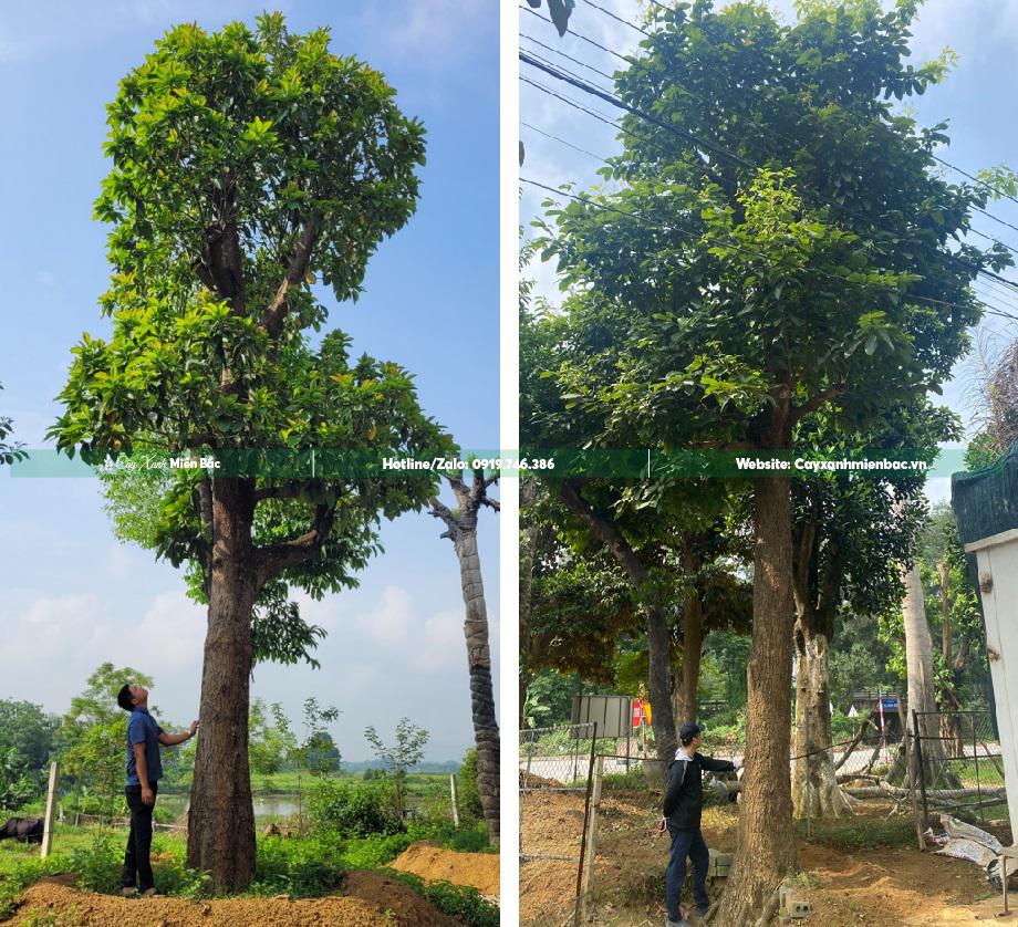 cây sang cổ thụ giá tốt